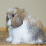 Luv Lops' McMuffin