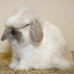 Luv Lops' Emma