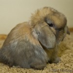 Luv Lops' Romeo