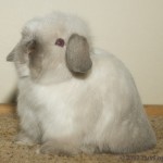 Luv Lops' Judah