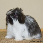 Luv Lops' ?