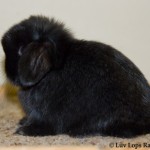 Luv Lops' ?