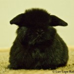 Luv Lops' ?