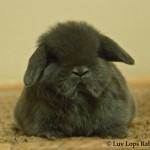 Luv Lops' Baloo