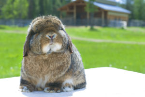 Luv Lops Rabbitry — Holland Lops of 