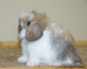 Luv Lops' McMuffin