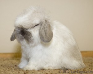 Luv Lops' Emma