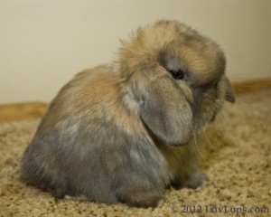 Luv Lops' Romeo