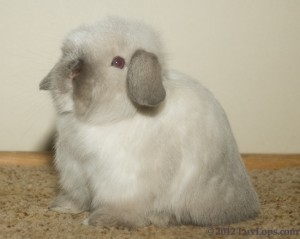 Luv Lops' Judah