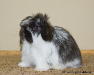 Luv Lops' ?