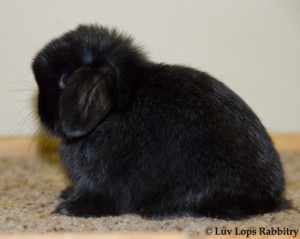 Luv Lops' ?
