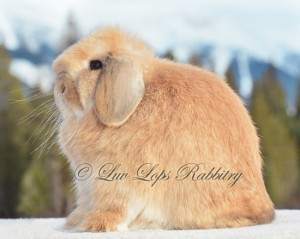 Luv Lops' Paprika