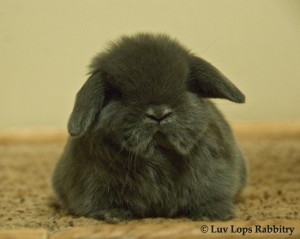 Luv Lops' Baloo